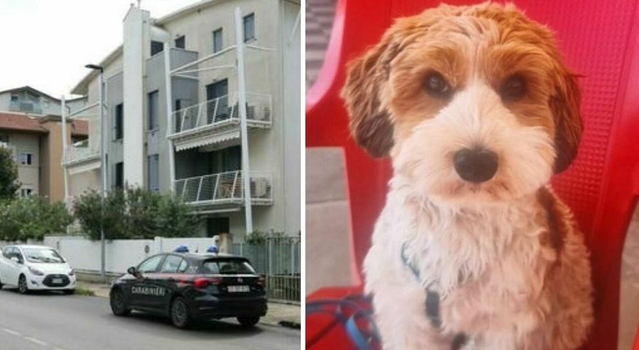 Turista accoltellata mentre passeggia col cane, è caccia all Turista accoltellata mentre passeggia col cane, è caccia all