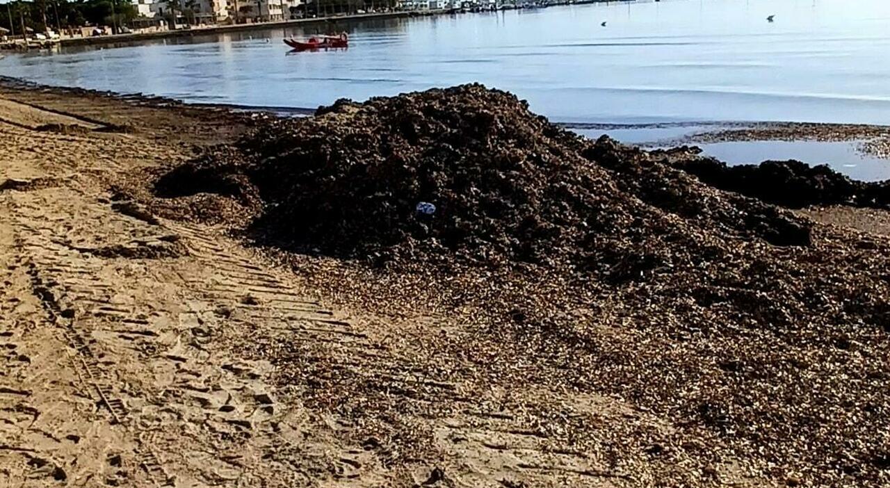 «La posidonia va trattata come rifiuto», ma il processo è da rifare: dubbi sui danni alle dune «La posidonia va trattata come rifiuto», ma il processo è da rifare: dubbi sui danni alle dune