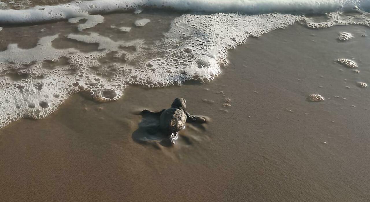 Campo di Mare, nuova nascita: otto tartarughine in mare Campo di Mare, nuova nascita: otto tartarughine in mare