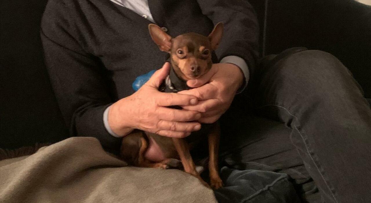 Amstaff azzanna e uccide il pinscher Kikko, il cane dell?ex governatore Aldo Bottin: «Una scena straziante, poteva aggredire chiunque» Amstaff azzanna e uccide il pinscher Kikko, il cane dell?ex governatore Aldo Bottin: «Una scena straziante, poteva aggredire chiunque»