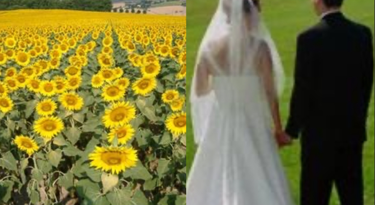 https://statics.cedscdn.it/photos/MED_HIGH/2025/09/08/9055924_08184125_sposi_aggrediti_campo_girasoli.jpg
