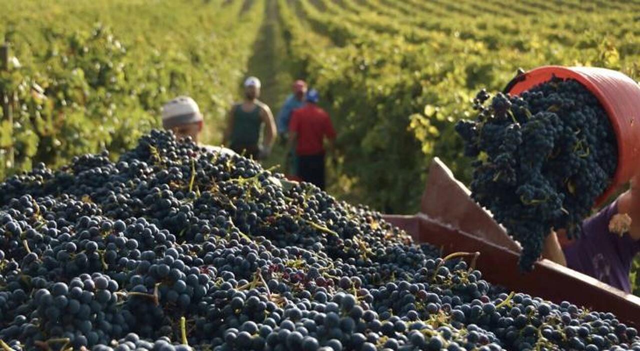 Vino, lo sprint del Sud traina la produzione Italia prima al mondo