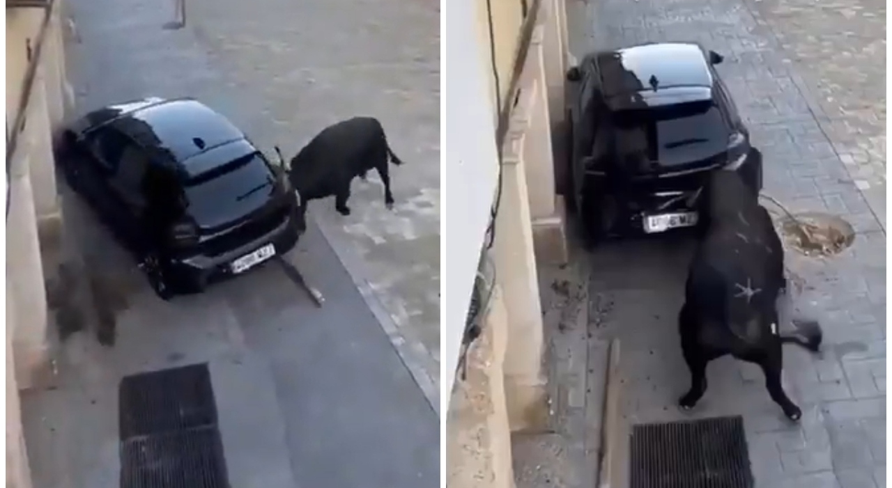 https://statics.cedscdn.it/photos/MED_HIGH/2025/09/14/9067323_14113556_toro_libero_centro_tendilla_spagna_testate_auto_corna_festa_paese_video_oggi_14_9_2025.jpg