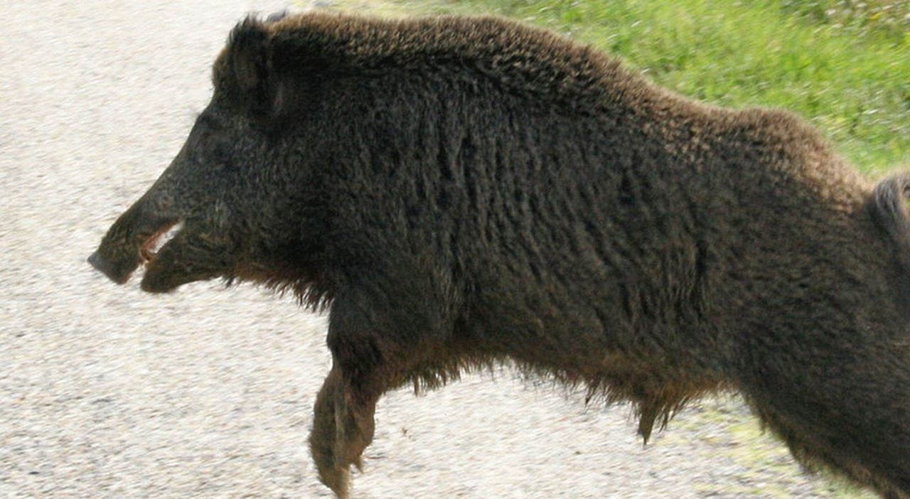https://statics.cedscdn.it/photos/MED_HIGH/2025/09/14/9067525_14164515_cinghiali_anziano_morto_cani_randagi_funghi.jpg