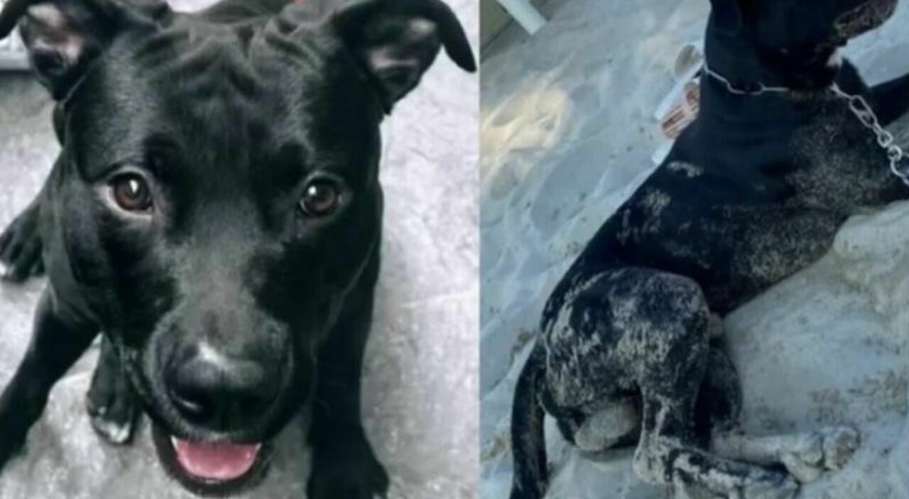 https://statics.cedscdn.it/photos/MED_HIGH/2025/09/15/9069568_15211331_poliziotto_spara_uccide_cane_pitbull_ancona_controllo_anti_droga_proprietaria_oggi_15_9_2025.jpg