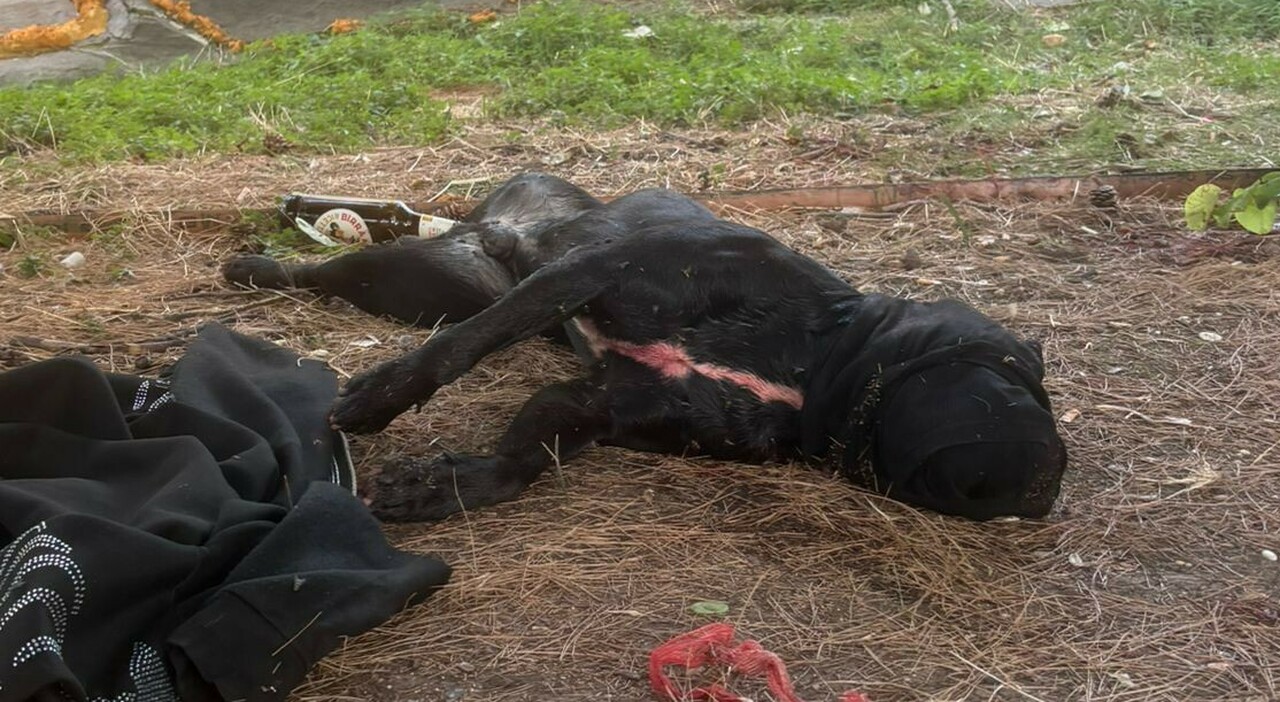 Ancona, choc al Piano. Il blitz antidroga finisce nel sangue: poliziotto spara e uccide un pitbull al parco. Le due versioni