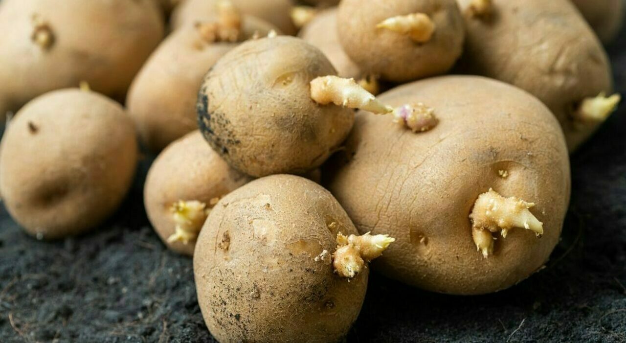 https://statics.cedscdn.it/photos/MED_HIGH/2025/09/17/9073656_17191841_patate_germogliate_si_possono_mangiare_rischi.jpg