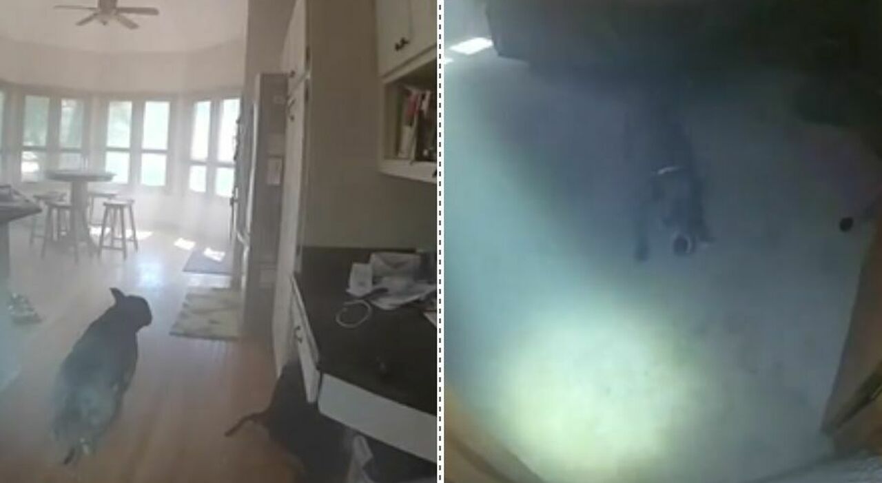 https://statics.cedscdn.it/photos/MED_HIGH/2025/09/18/9075369_18133733_cane_salvato_casa_in_fiamme_poliziotto_guinzaglio_incendio_video_oggi_18_settembre_2025.jpg