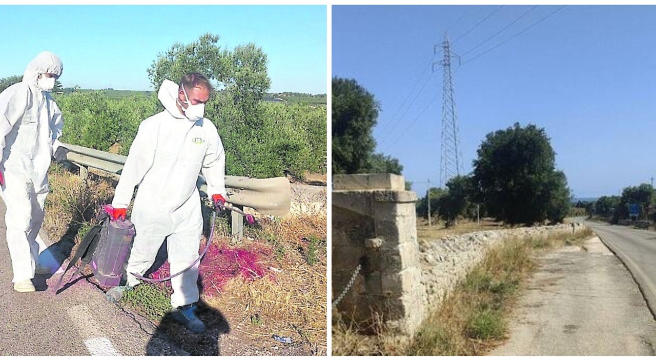 Decoro e pulizia: strade provinciali ripulite. Avviti gli interventi Decoro e pulizia: strade provinciali ripulite. Avviti gli interventi