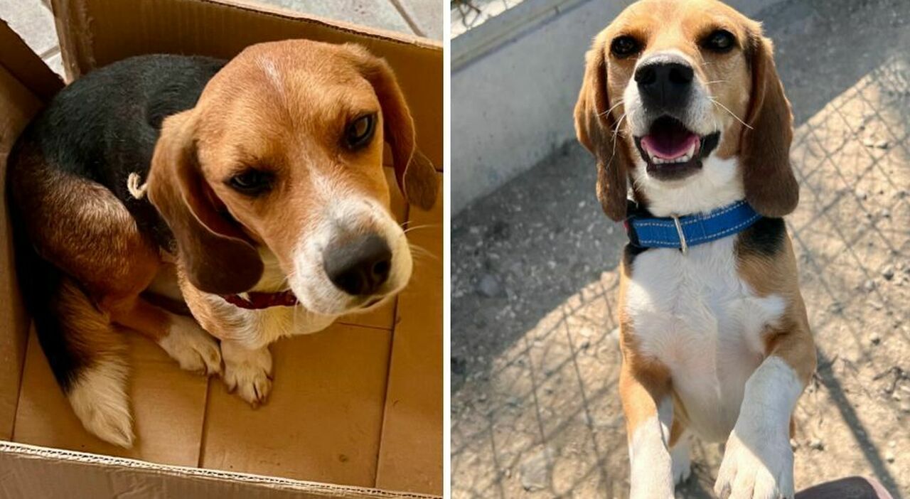 https://statics.cedscdn.it/photos/MED_HIGH/2025/09/22/9082522_22120118_cani_beagle_salvati_sperimentazione_animali_adozione_luv_oggi_22_settembre_2025.jpg