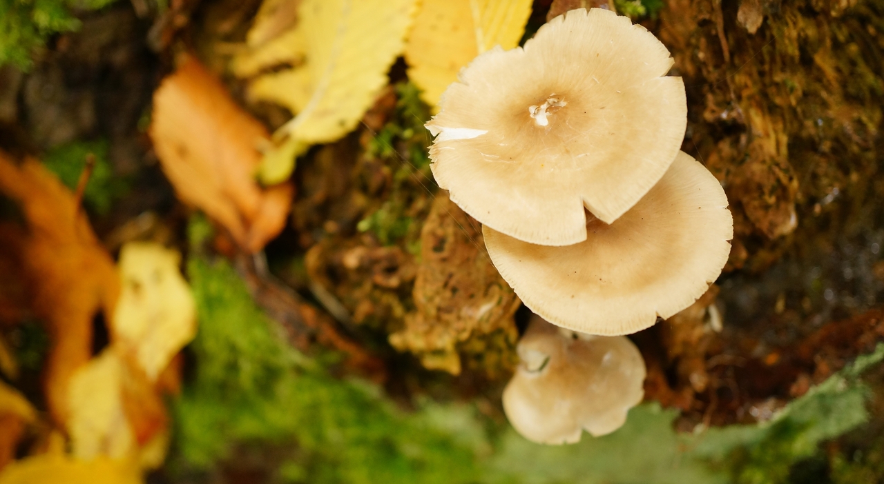 https://statics.cedscdn.it/photos/MED_HIGH/2025/09/23/9085056_23180215_funghi_che_crescono_sul_terreno_circondati_da_foglie_gialle_secche.jpg