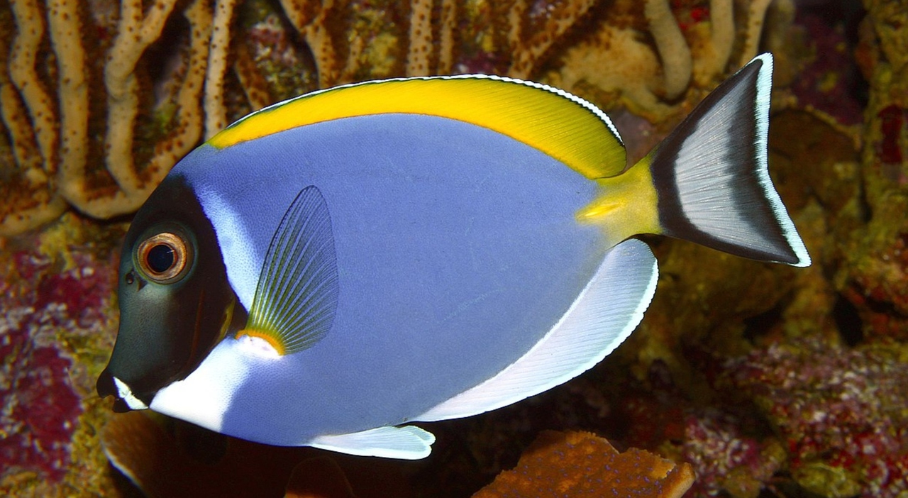 https://statics.cedscdn.it/photos/MED_HIGH/2025/09/24/9087112_24171747_pesce_chirurgo_trovato_mare_italia_oggi_24_9_2025.jpg