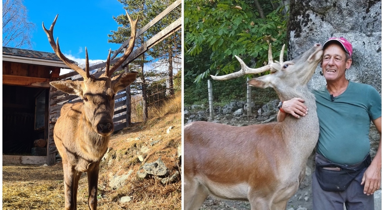https://statics.cedscdn.it/photos/MED_HIGH/2025/09/30/9098457_30144233_morto_bambi_cervo_famoso_italia_addio_oasi_valmalenco_oggi_30_9_2025.jpg