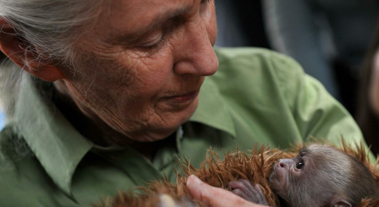 Jane Good Rip The Legacy of Jane Goodall