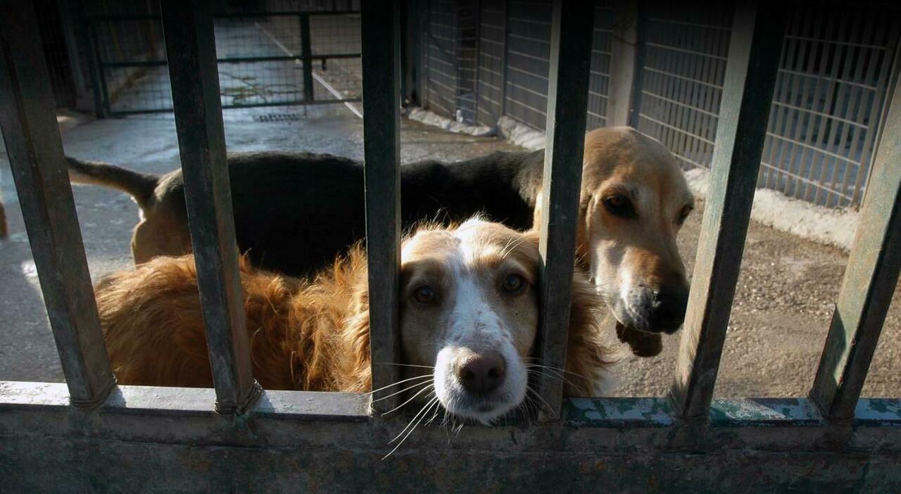 Rome's Pet Adoption Incentive