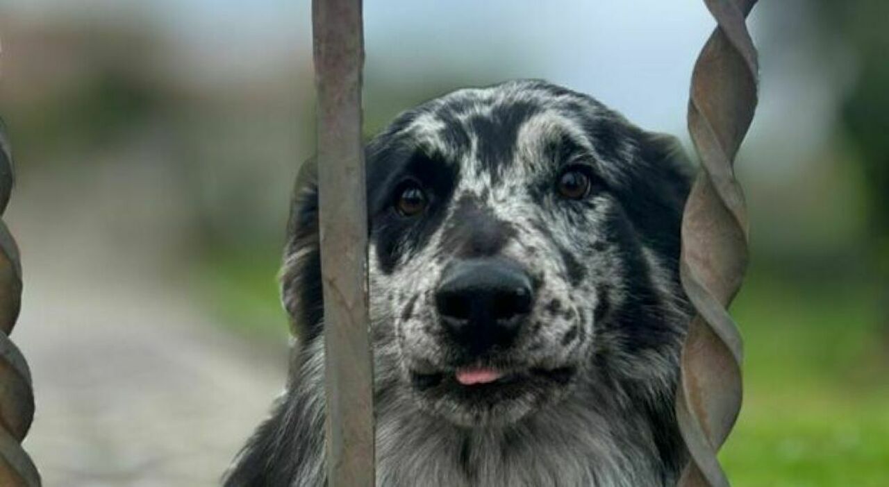 https://statics.cedscdn.it/photos/MED_HIGH/2025/10/06/9110074_06071149_bambino_azzannato_cane_nonno_cosa_dice_oggi_6_10_2025.jpg