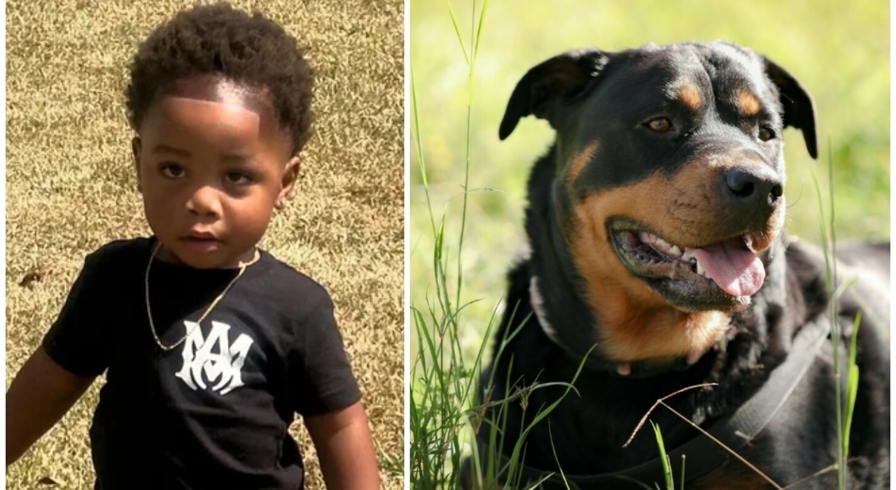 https://statics.cedscdn.it/photos/MED_HIGH/2025/10/06/9110618_06162504_bambino_sbranato_rottweiler_cani_maestra_oggi_6_10_2025.jpg