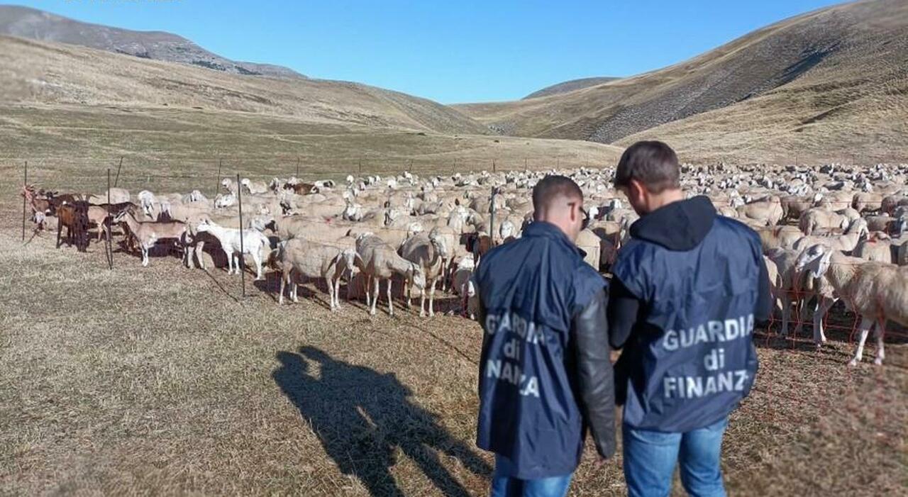 Allevamenti fantasma, maxi frode da 20 milioni: retata della Finanza anche tra gli imprenditori agricoli delle Marche