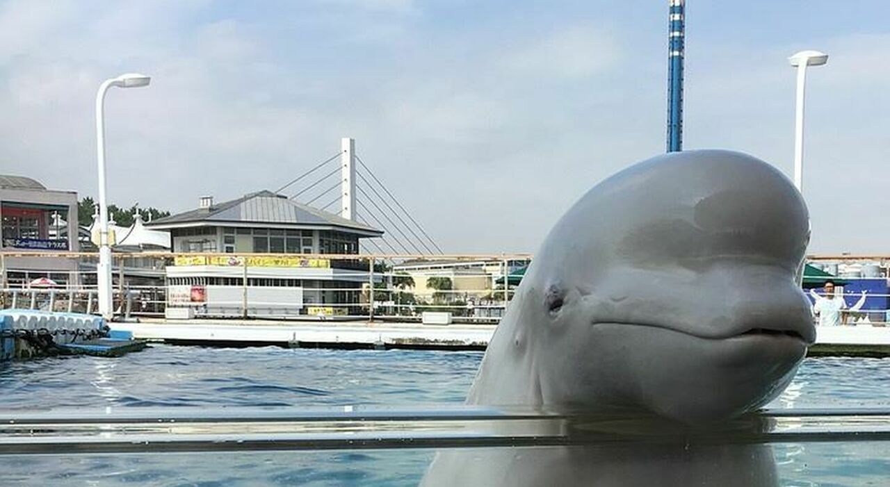 https://statics.cedscdn.it/photos/MED_HIGH/2025/10/07/9112702_07173723_beluga.jpg