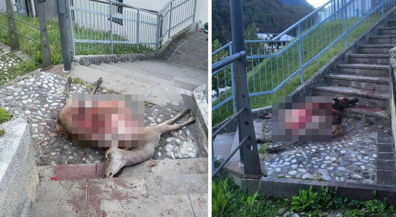 bambina vede un branco di lupi che sbrana un cervo la visione choc mentre va a scuola c 232 il rischio che attacchino siamo preoccupati