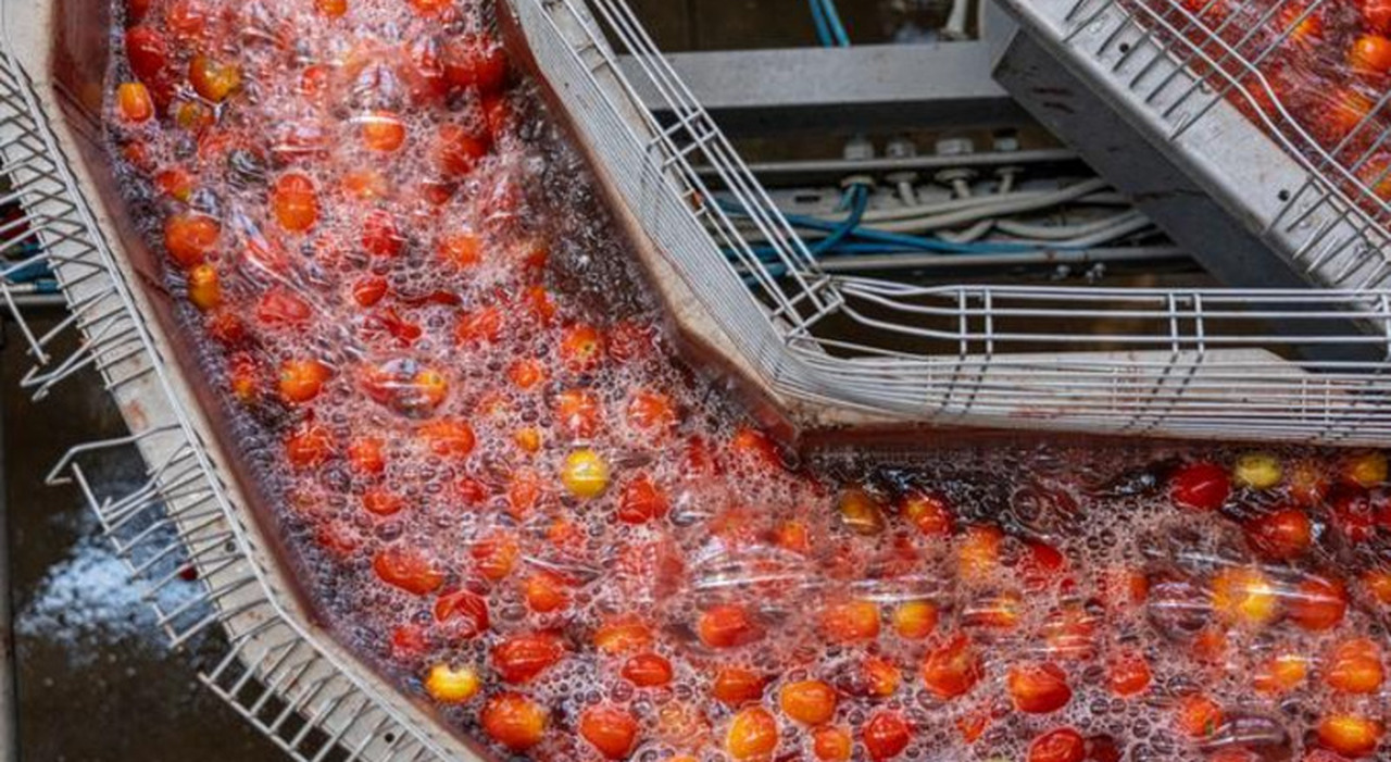 Pomodoro, la Campania tira la volata al Sud: «Qualità e sostenibilità»