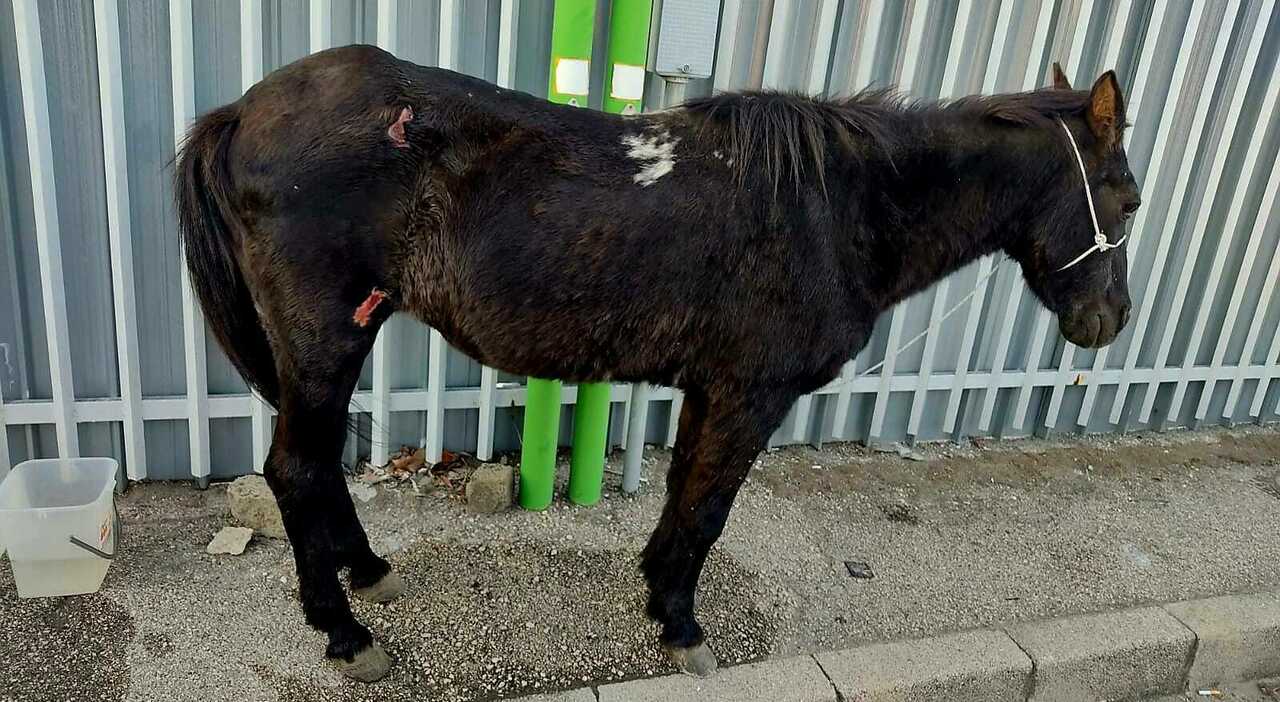 arzano cavallo trascinato sull asfalto e abbandonato rocky 232 stato salvato