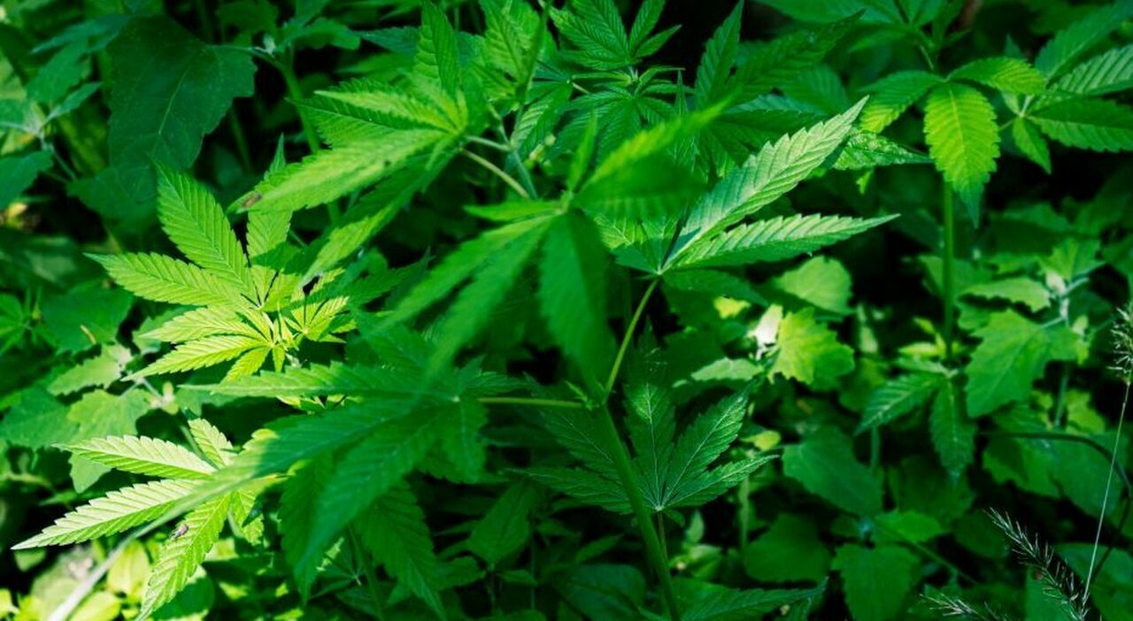 https://statics.cedscdn.it/photos/MED_HIGH/2025/10/13/9124726_13174028_quartiere_invaso_odore_marijuana_carabinieri_arresto_35enne_feltre_belluno_oggi_13_ottobre_2025.jpg