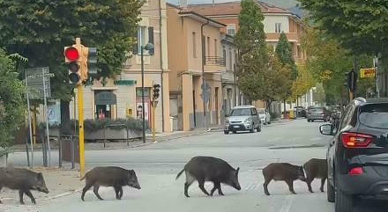 In fila indiana sulle strisce pedonali a Fabriano: cinghiali educati, passano con il verde. La foto fa il giro del web In fila indiana sulle strisce pedonali a Fabriano: cinghiali educati, passano con il verde. La foto fa il giro del web