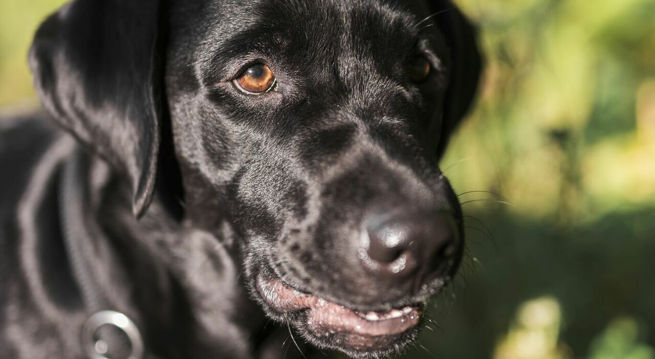 https://statics.cedscdn.it/photos/MED_HIGH/2025/10/17/9133016_17132721_labrador_canile_nascita_figlia_mitch_picchiato_morte_dipendente_dejean_bowens_oggi_17_ottobre_2025.jpg
