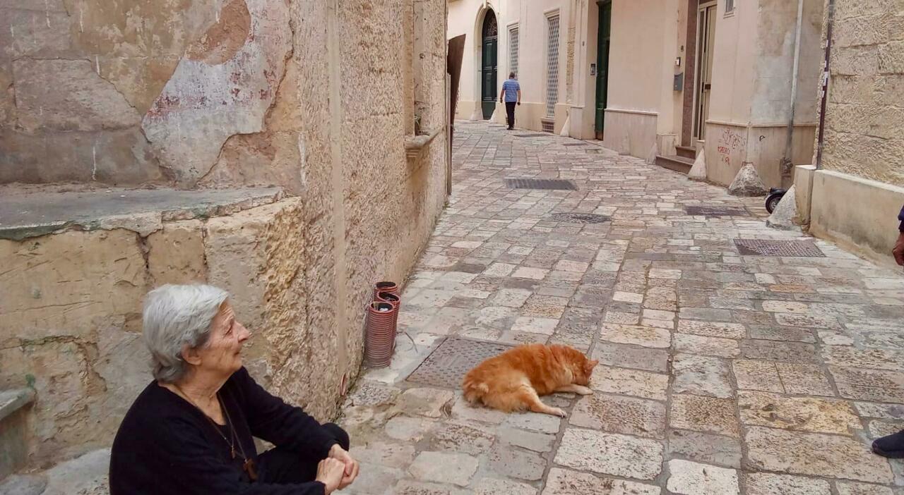 lecce investita la cagnolina maya nel centro storico e torna la polemica sulla strada
