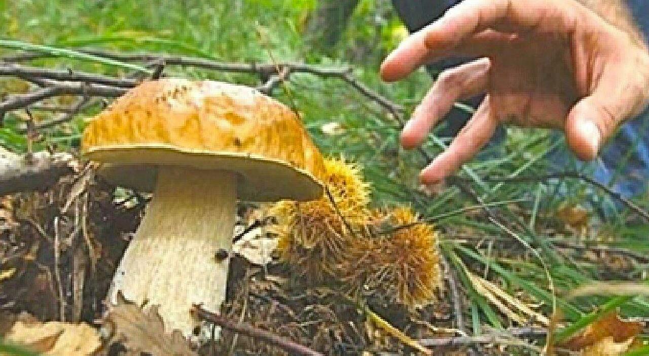 Mangia un fungo selvatico: muore una donna. Grave anche la figlia Mangia un fungo selvatico: muore una donna. Grave anche la figlia