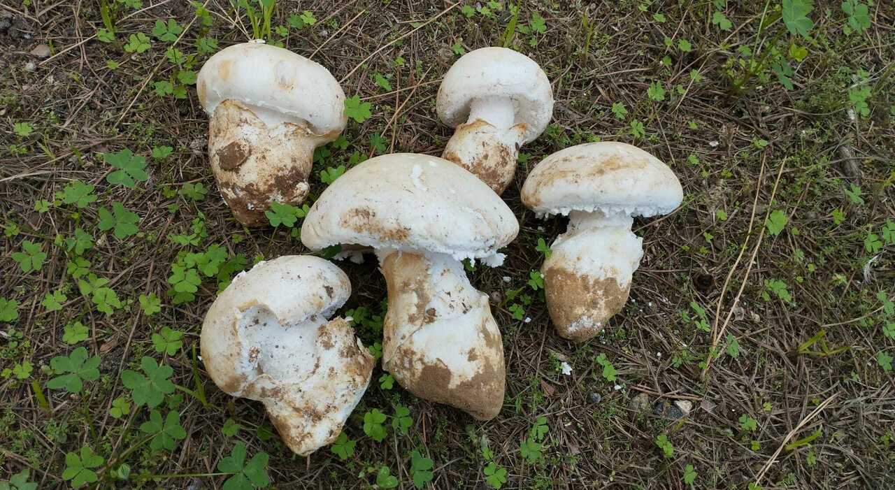 Intossicazione da funghi, cresce l Intossicazione da funghi, cresce l