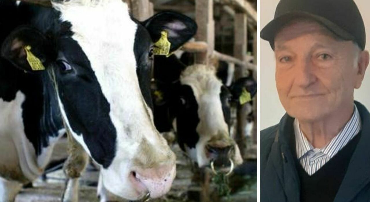 Azienda e casa messe all?asta per una multa di 600mila euro sulle quote latte: imprenditore finisce in strada