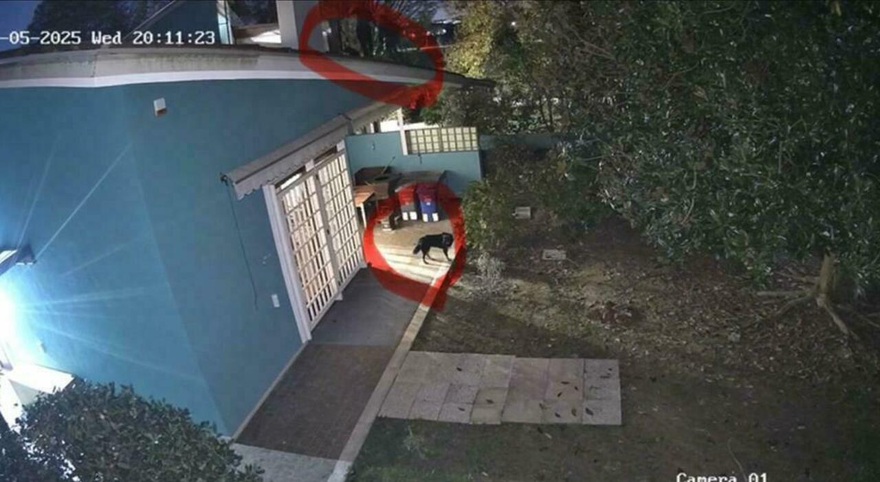 Ladri in casa, il cane abbaia e fa scappare i tre banditi che vengono ripresi dalle telecamere. Cittadine Ladri in casa, il cane abbaia e fa scappare i tre banditi che vengono ripresi dalle telecamere. Cittadine