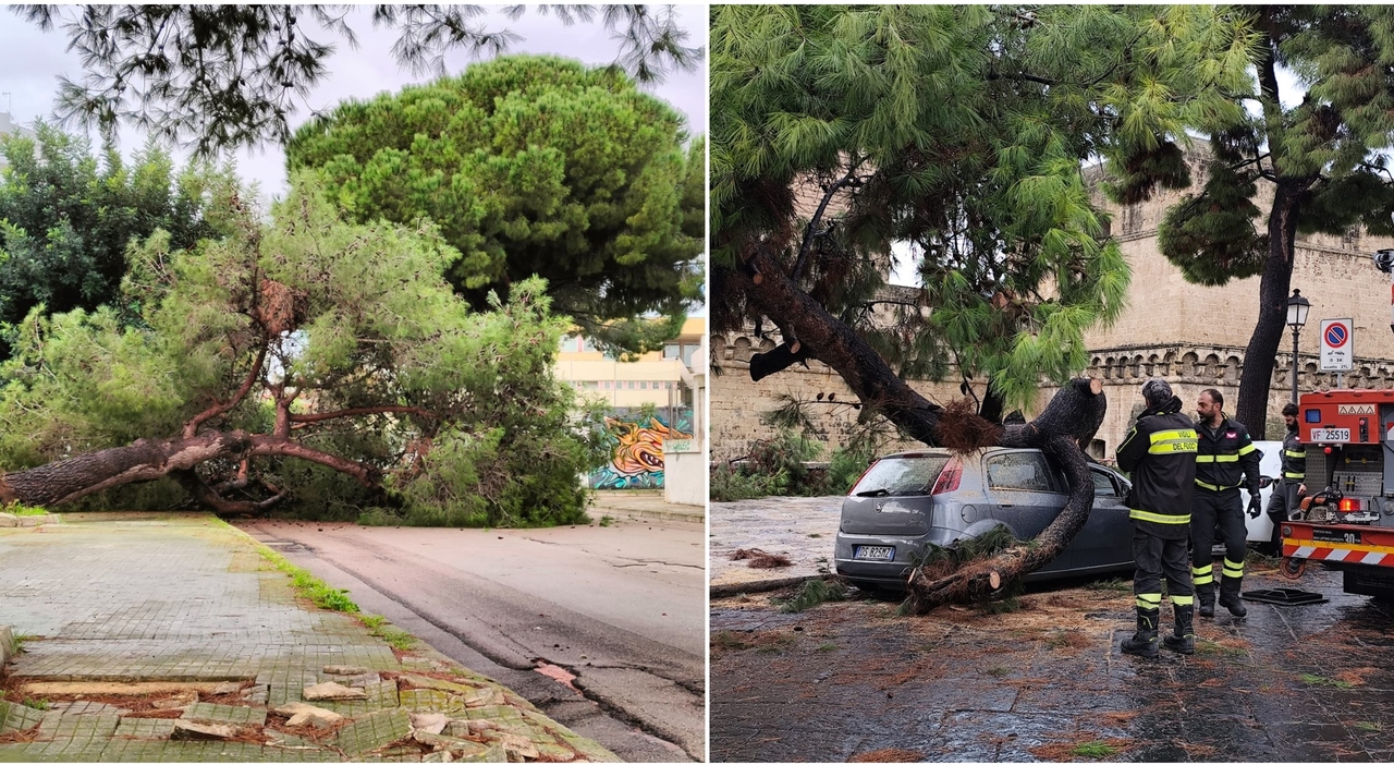 Maltempoin Puglia: due alberi crollati a Bari e Lecce sfiorano la tragedia