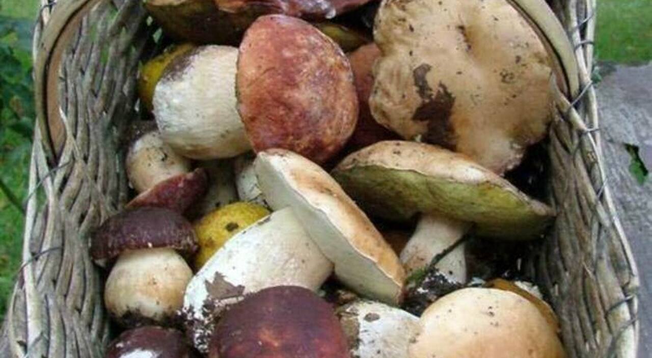 intossicazione da funghi velenosi 25 casi in 5 giorni a napoli