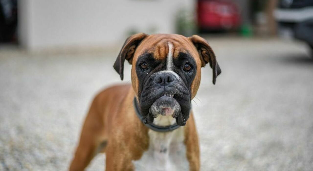 https://statics.cedscdn.it/photos/MED_HIGH/2025/11/13/9186765_13144906_attaccata_cani_boxer_pisa_morso_proprietario_animali_donna_come_sta.jpg