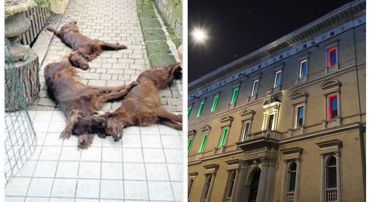 tre cani avvelenati e uccisi a sirolo condannato a 8 mesi l avvocato del foro di macerata marco battellini lui si 232 sempre dichiarato innocente