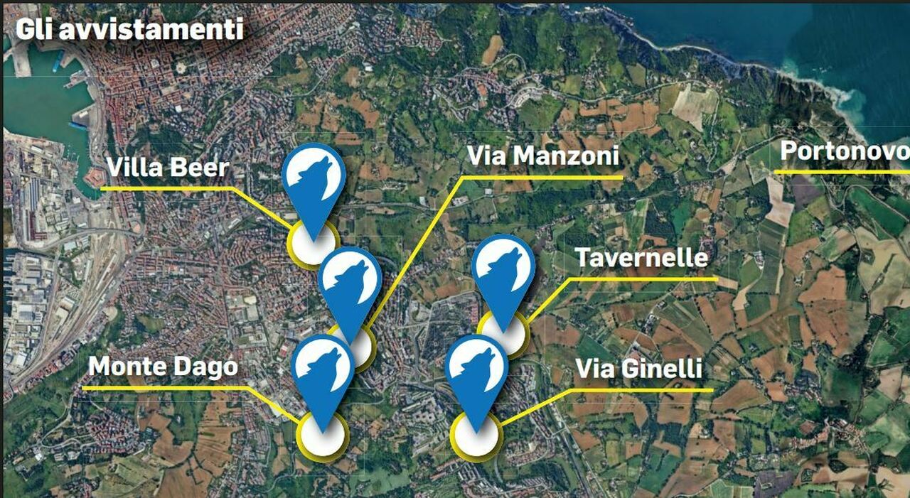Attenti al lupo (in città), avvistati almeno 4 esemplari: boom di segnalazioni ad Ancona Attenti al lupo (in città), avvistati almeno 4 esemplari: boom di segnalazioni ad Ancona