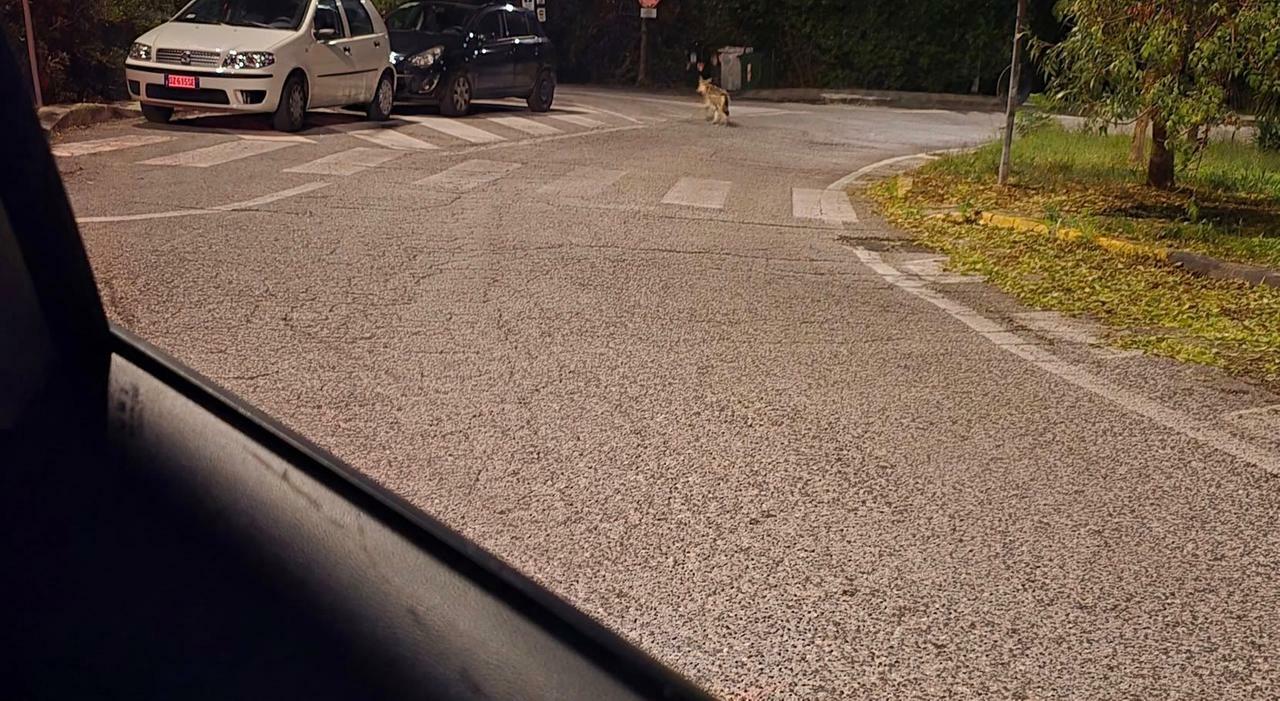 Ancona, Sos lupi, c?è il protocollo: se diventano pericolosi si potrà anche sparare