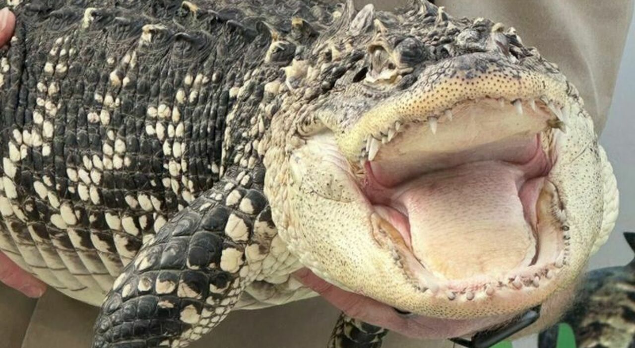 https://statics.cedscdn.it/photos/MED_HIGH/2025/11/22/9205042_22213012_alligatore_enorme_camera_figlio_morto_protezione_animali_usa.jpg