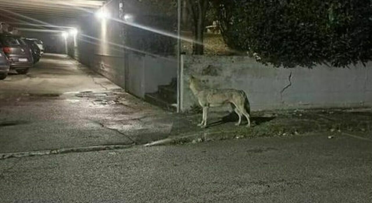 Senigallia, torna a casa sabato notte trova due lupi sotto casa: «Il nostro gatto è sparito»
