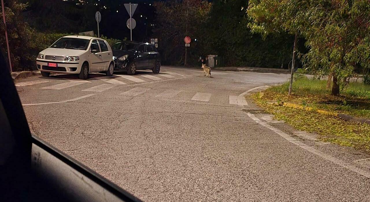 Cani sbranati dai lupi in città ad Ancona. «Dovete tenerli al guinzaglio e non lasciate rifiuti in giro»