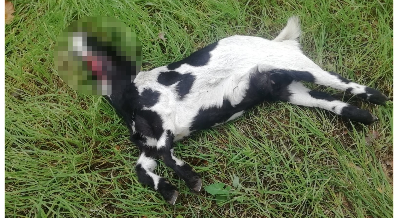 Civitanova, raid dei lupi a valle del fosso Caronte: sbranate le caprette di Sergio Marzetti. L?ex vicesindaco: «La cagnolina è salva per miracolo» Civitanova, raid dei lupi a valle del fosso Caronte: sbranate le caprette di Sergio Marzetti. L?ex vicesindaco: «La cagnolina è salva per miracolo»