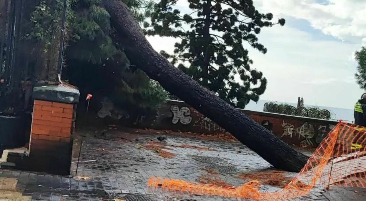 Maltempo a Napoli, crolla un pino marittimo al Corso Vittorio Emanuele Maltempo a Napoli, crolla un pino marittimo al Corso Vittorio Emanuele