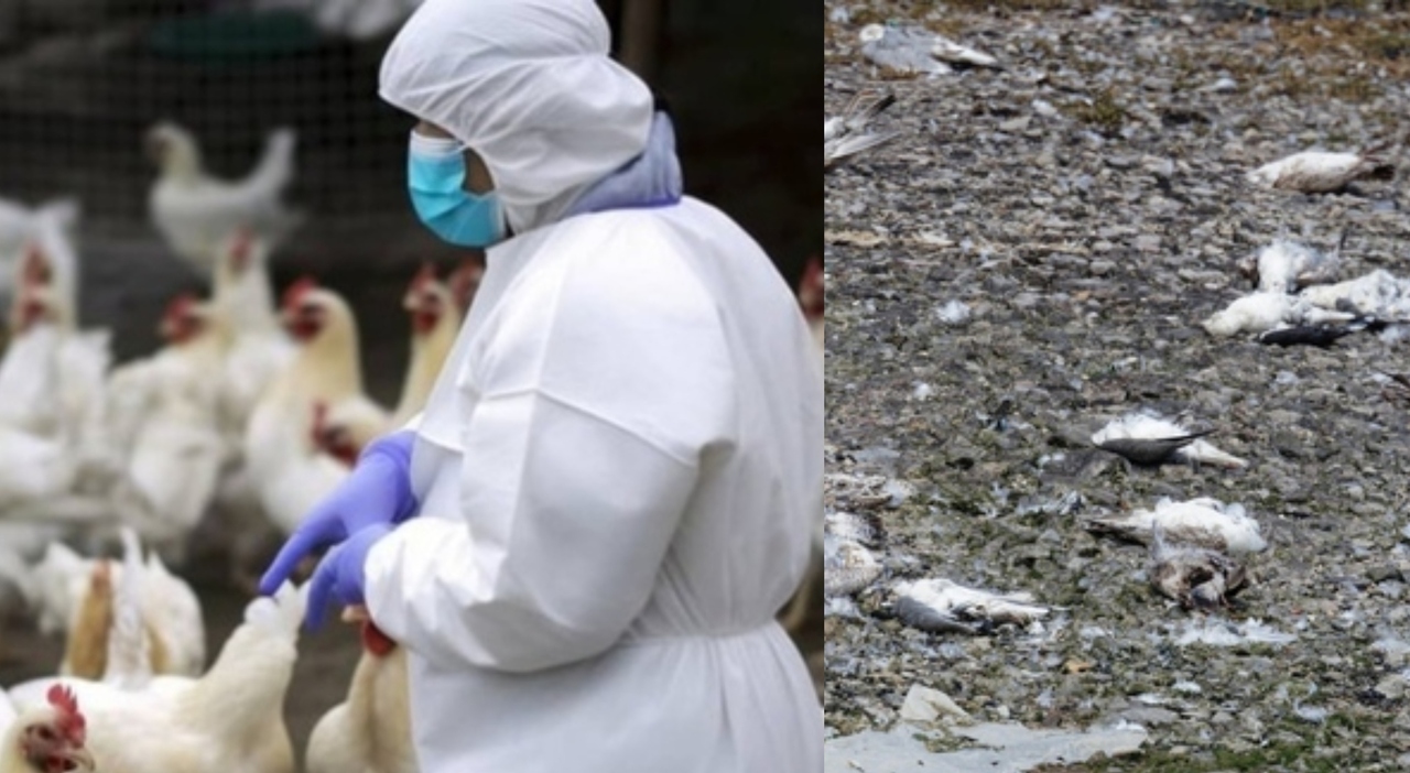 https://statics.cedscdn.it/photos/MED_HIGH/2025/11/26/9212446_26163018_influenza_aviaria_allarme_europa_impennata_casi_rischio.jpg