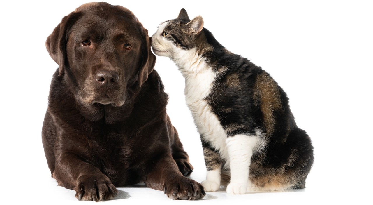 https://statics.cedscdn.it/photos/MED_HIGH/2025/11/26/9212560_26180933_colpo_isolato_di_un_gatto_calico_che_tocca_un_cane_labrador_retriever_al_cioccolato_con_il_naso.jpg