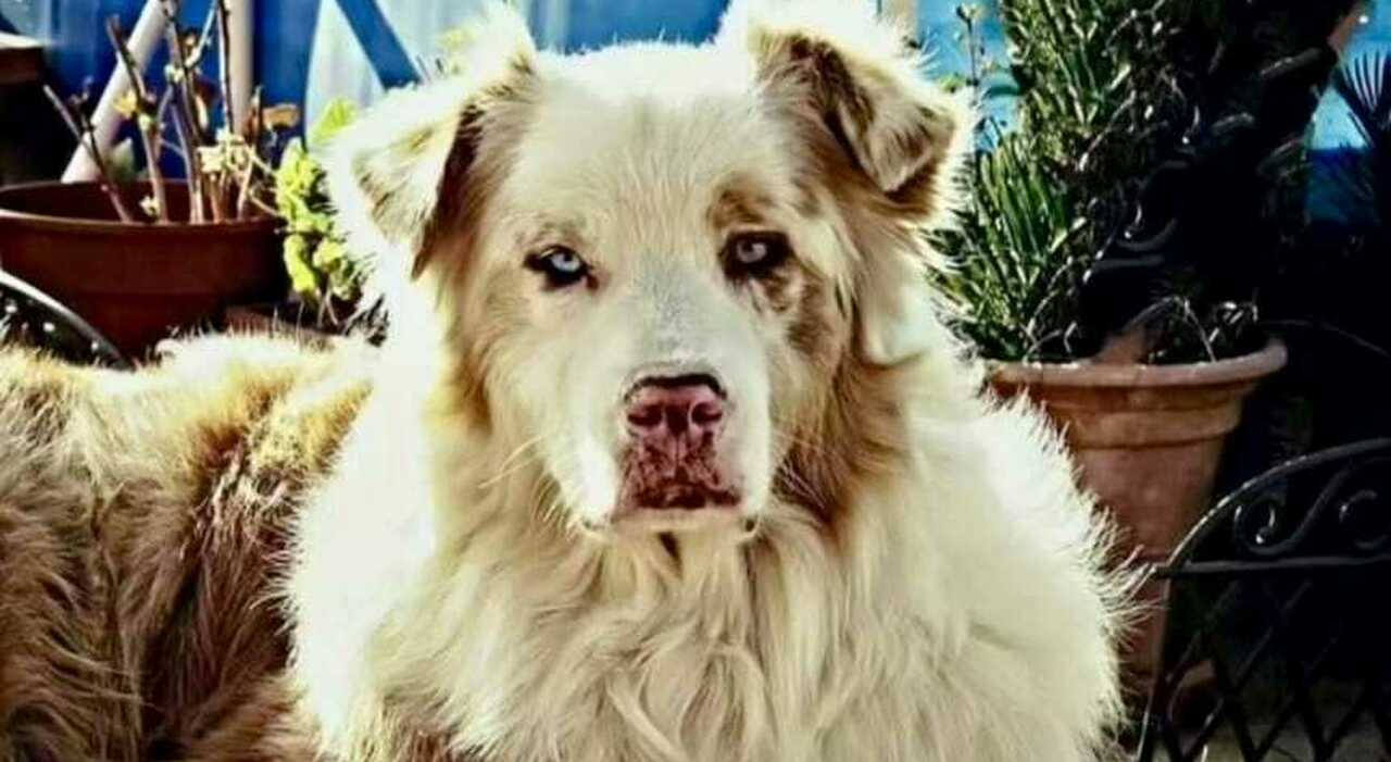 «Il mio cane Lobo aveva il microchip ma è sparito nel nulla, perché? Ho aperto 2 forum per aiutare gli altri padroni devastati come me»