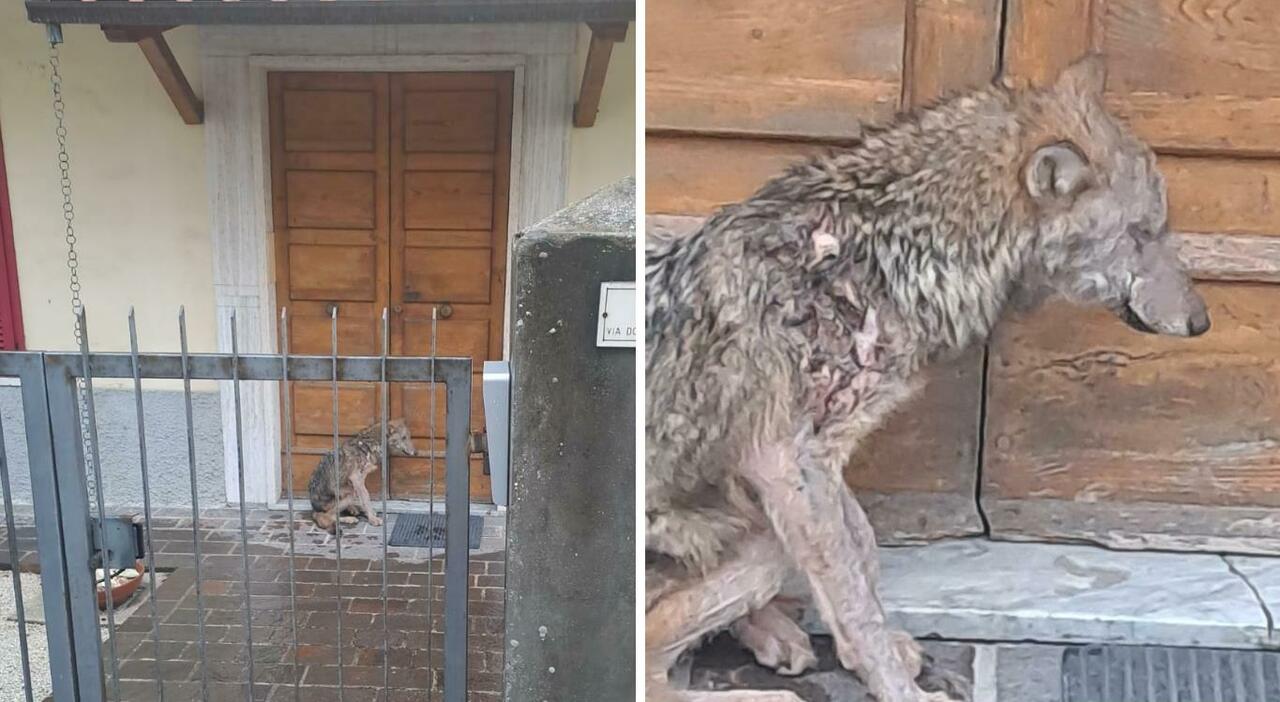 Lupa ferita ?bussa? alla porta di una casa a Camerata Picena: scatta l