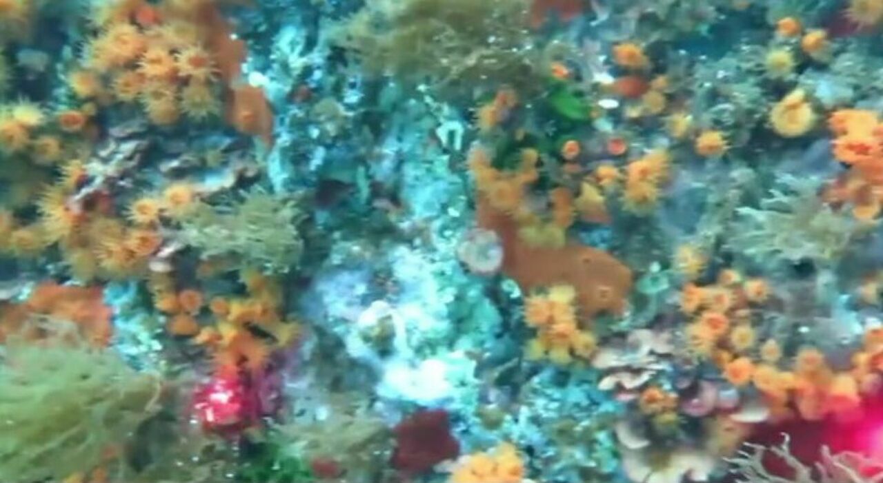 napoli il corallo arancione torna a bagnoli nonostante l inquinamento